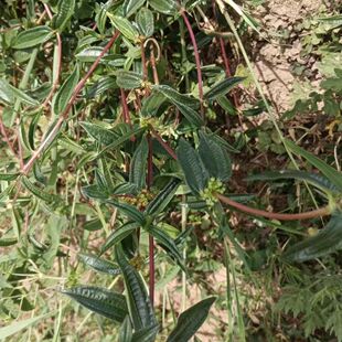 新鲜糯米藤根糯米菜蔓薴麻捆仙绳米浆藤糯米团红米藤雾水葛原生态