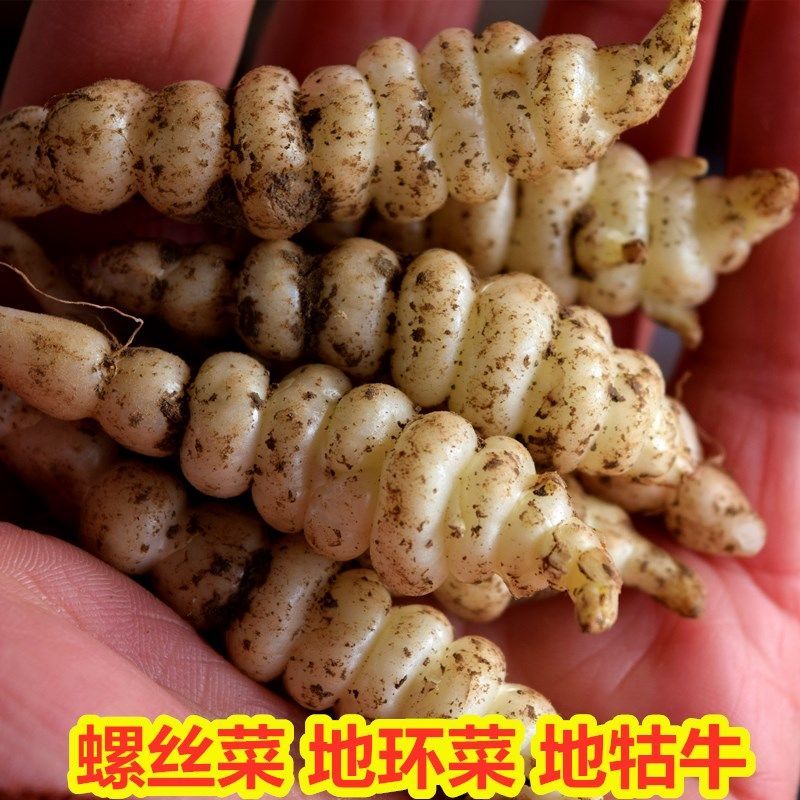 新鲜宝塔菜螺丝菜地环菜地牯牛地螺丝地藕可做泡菜酱菜炒菜脆地梨