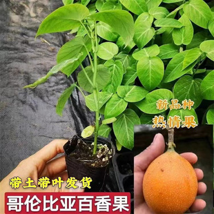 种哥伦比亚热情果苗纯甜不酸南方果树苗庭院阳台盆栽地栽常绿 新品