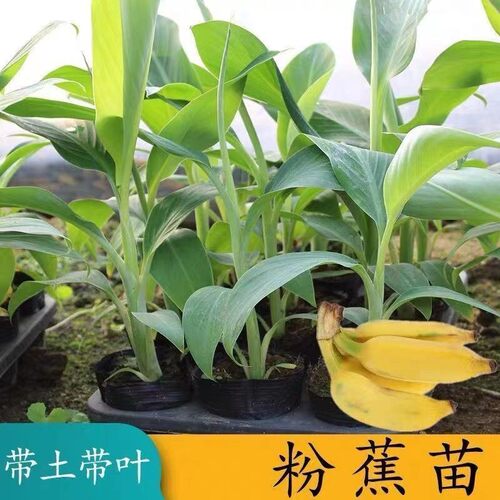 粉蕉树苗四季结果带土带叶产量高