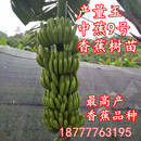 香蕉树苗中蕉9号香蕉苗当年结果产量高矮化香蕉树阳台庭院盆栽树