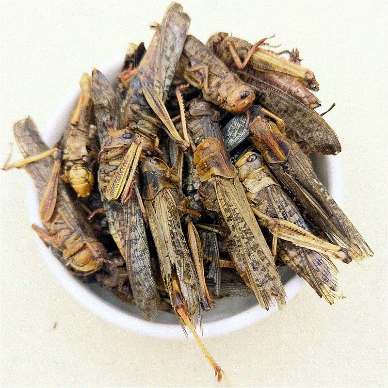 中药材蝗虫清水干蚂蚱干蛐蛐 五谷虫蝼蛄蟋蟀 蟑螂鸟饲料500包邮