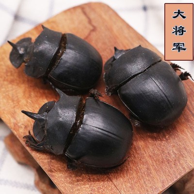 大将军蜣螂虫10只包邮推粪虫50克