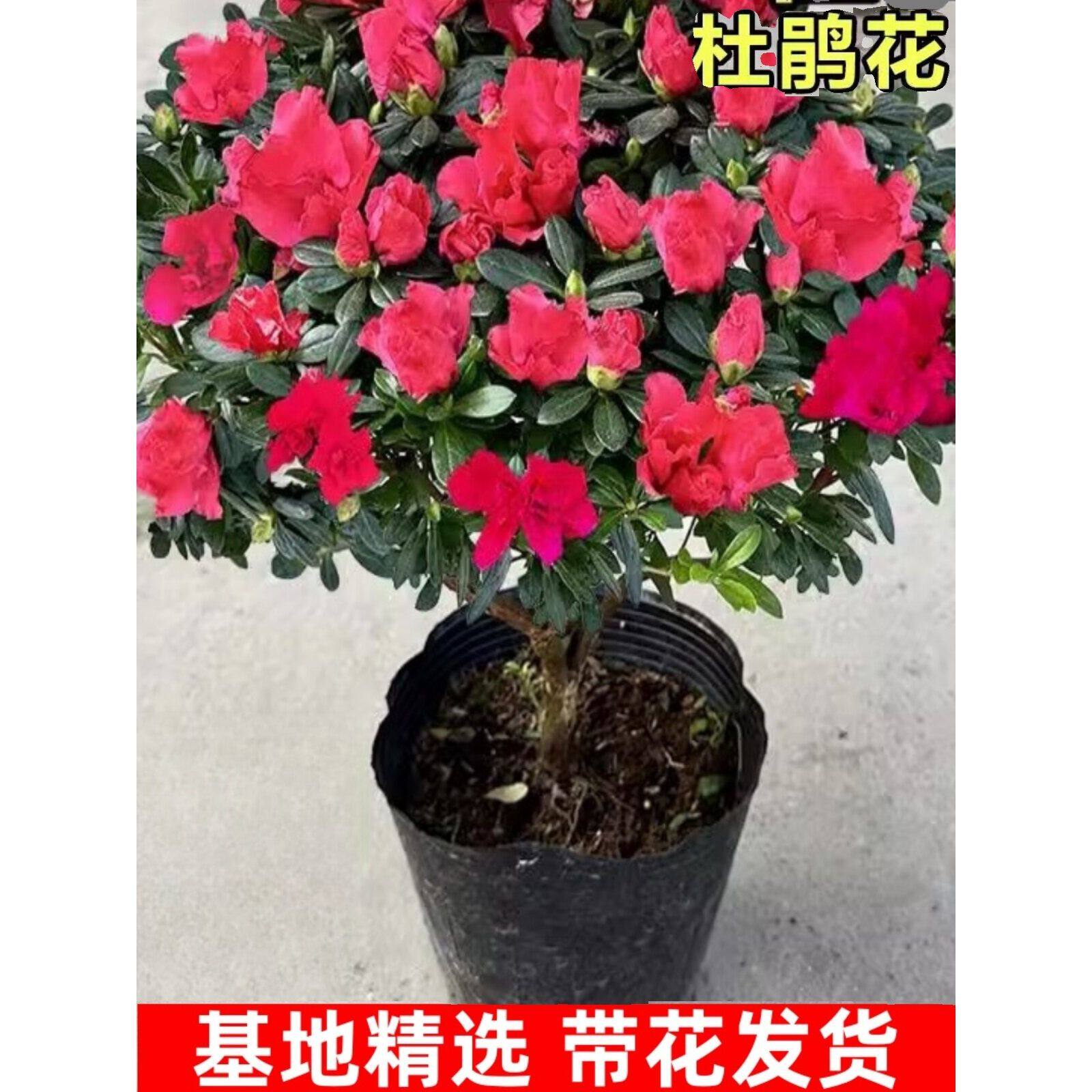 杜鹃花盆栽四季开花不断室外室内客厅阳台耐寒绿植花卉年宵花植物