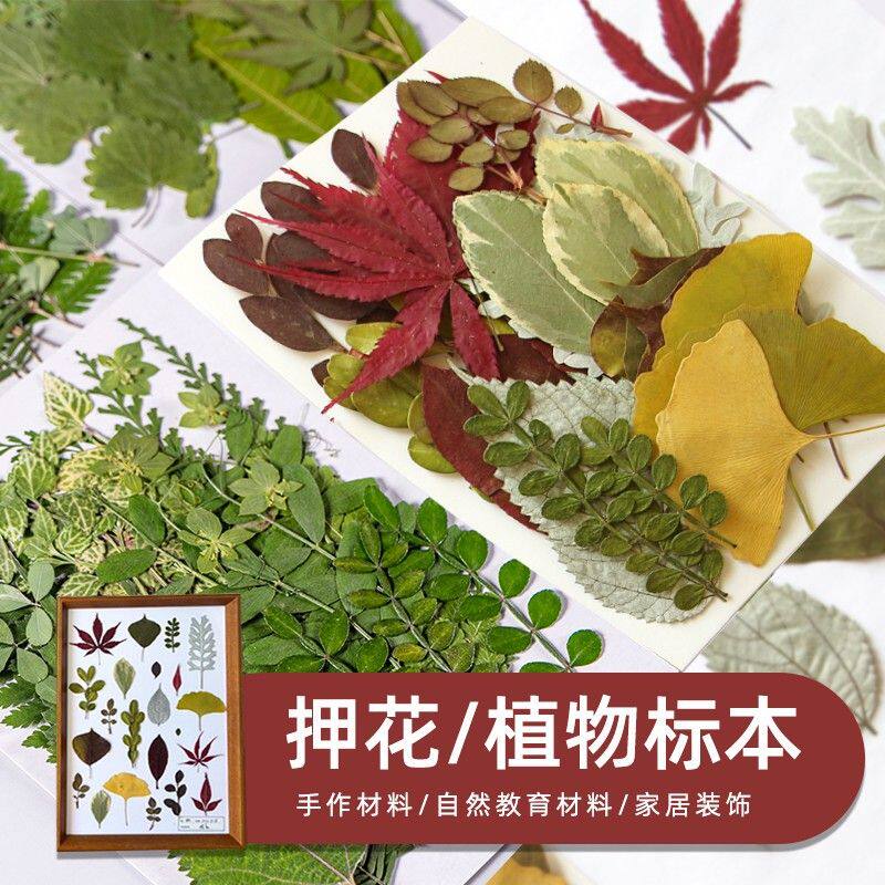 真树叶植物标本幼儿园手工贴画压花干花diy材料写真贴脸装饰干花