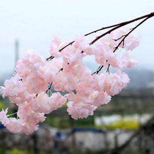 饰桃花枝梨花客厅落地树藤假花藤条 仿真樱花枝樱花树塑料花婚庆装