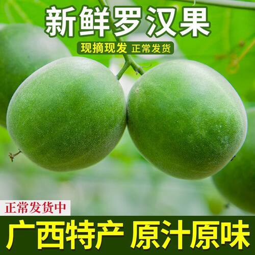 新鲜罗汉果生果广西桂林特产永福青罗汉果鲜果黄皮罗汉茶散装现摘