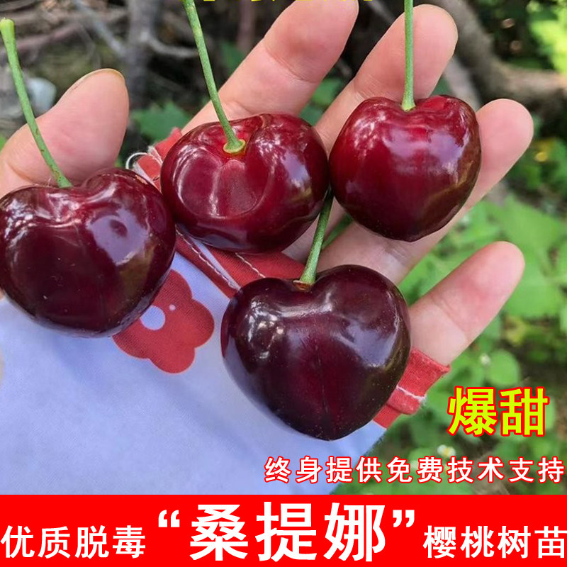 桑提娜车厘子树苗北南方特大嫁接樱桃苗盆栽庭院地栽种植当年结果