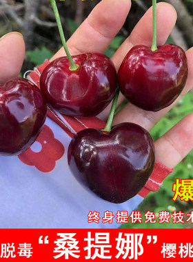 桑提娜车厘子树苗北南方特大嫁接樱桃苗盆栽庭院地栽种植当年结果