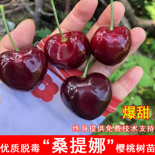 桑提娜车厘子树苗北南方特大嫁接樱桃苗盆栽庭院地栽种植当年结果