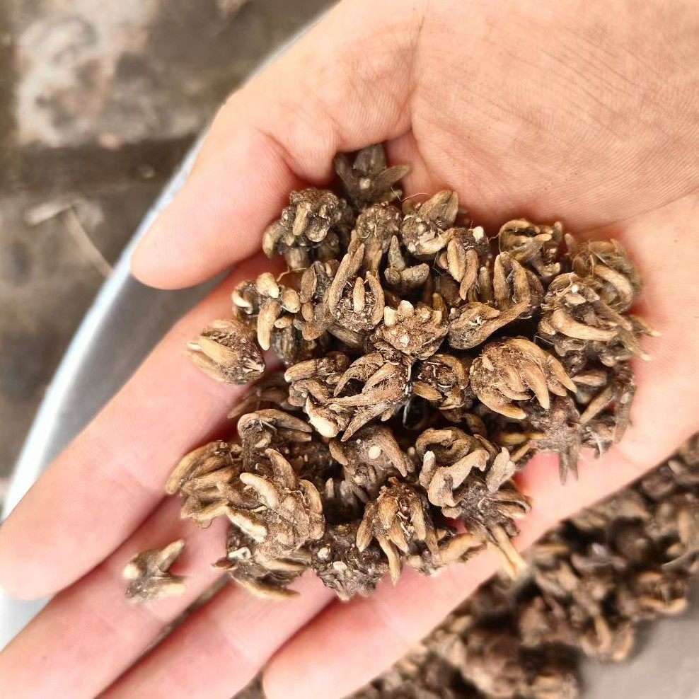 猫爪草中药材特级野生猫爪草新鲜正品水洗中药猫爪草猫瓜草小毛茛