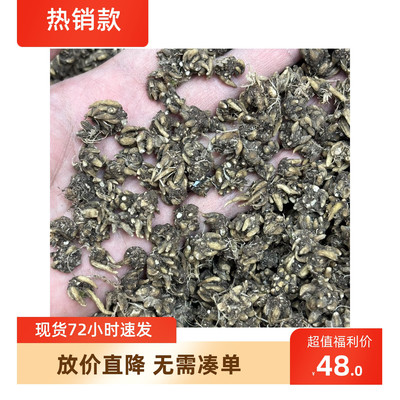 野生猫正品爪草中药材新货无硫野生猫爪草特级干货野生猫爪草新货