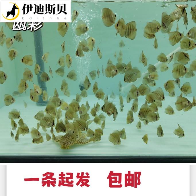 精品七彩神仙鱼鱼苗2-3厘米一栋野血松立蛋老虎狗红卡豹点渔场包