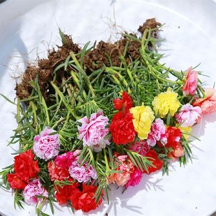 重瓣太阳花苗宿根混色植物绿植花卉盆栽四季开花带根带花苞发货