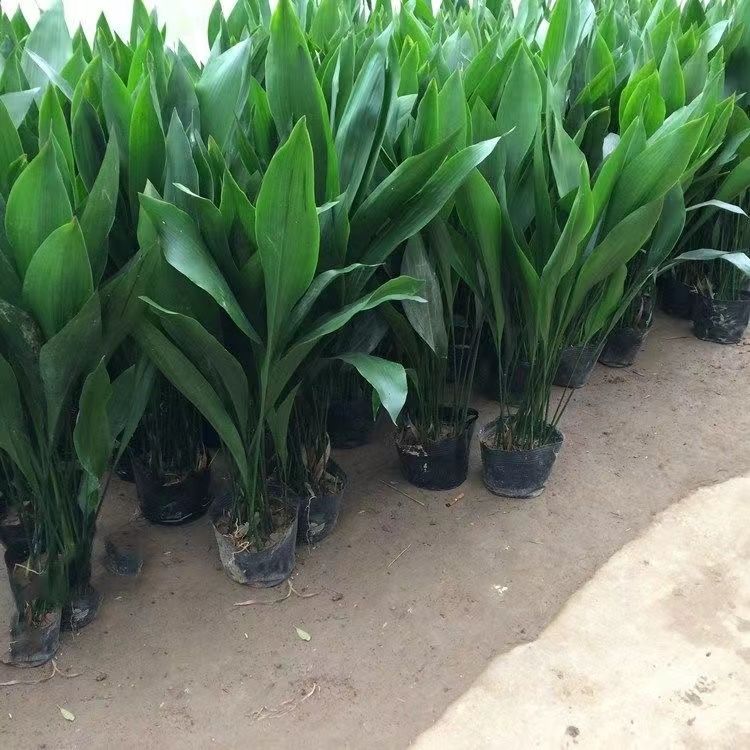 四季常青一叶兰盆栽室内客厅绿植落地植物净化空气除甲醛好养易活