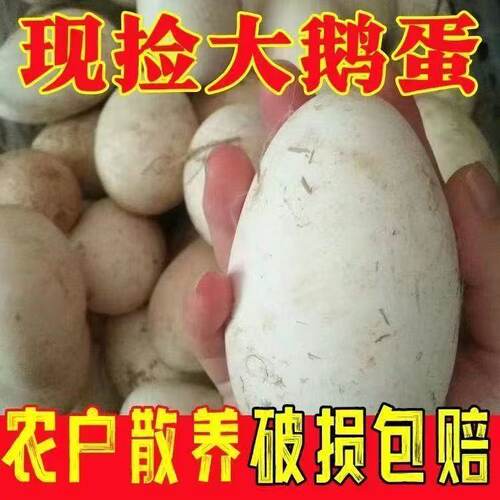 12枚特大生鹅蛋220-260克双黄蛋正宗土鹅蛋农家散养新鲜孕妇精品
