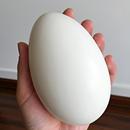 12枚特大生鹅蛋140 160克双黄蛋正宗土鹅蛋农家散养新鲜孕妇精品