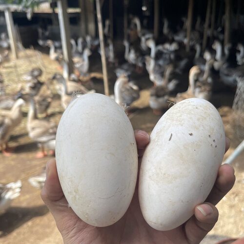 12枚特大生鹅蛋220-260克双黄蛋正宗土鹅蛋农家散养新鲜孕妇精品