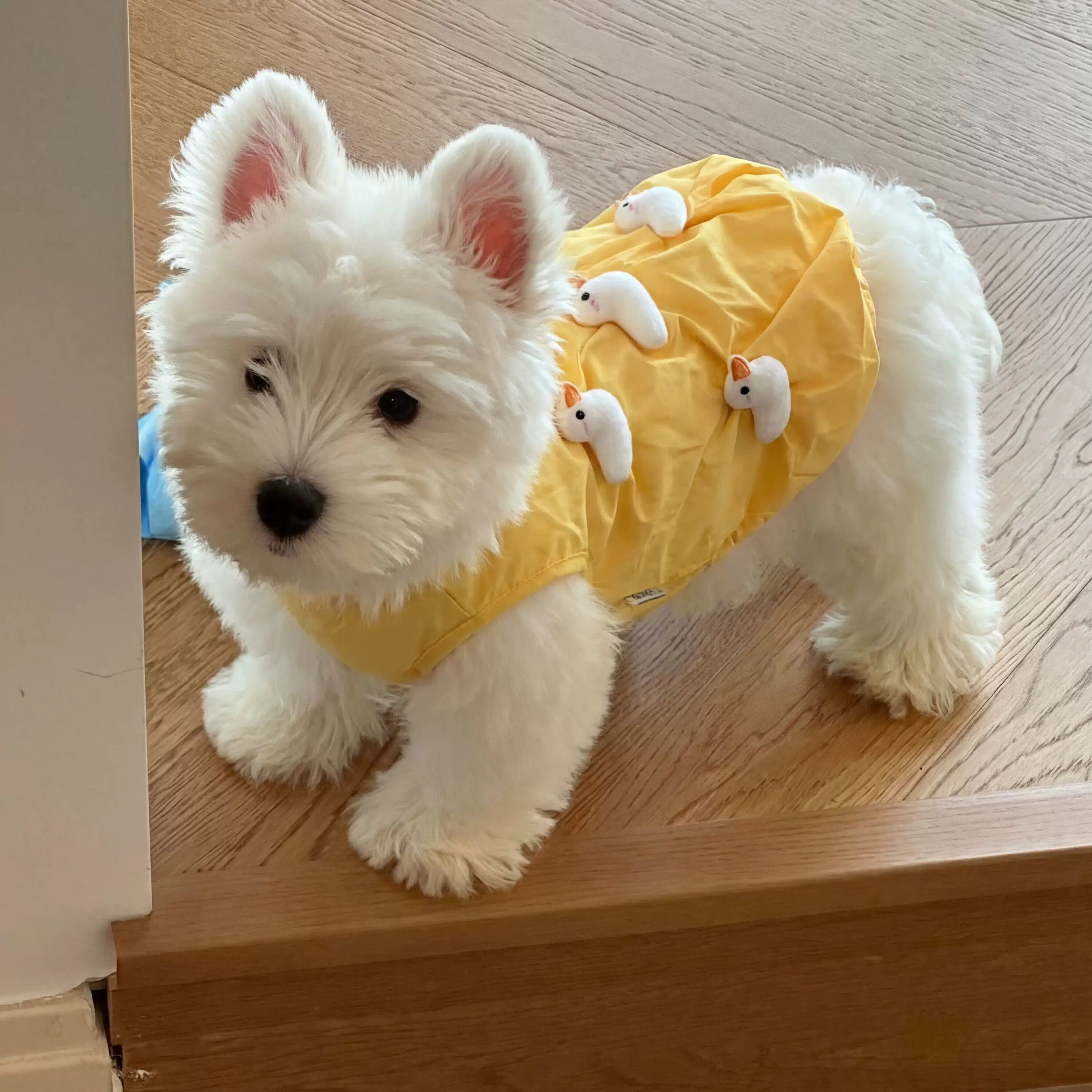 狗狗衣服薄款夏天背心小狗宠物比熊泰迪中小型犬2026新款猫衣服