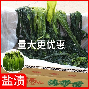 盐渍海带苗特产火锅专用海带苗新鲜凉拌煲汤海带嫩苗商用家用