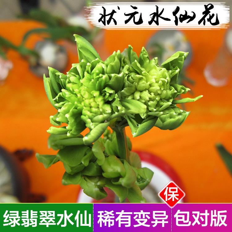 【新品--状元水仙】漳州万隆水仙花种球水养植物盆栽绿翡翠水仙