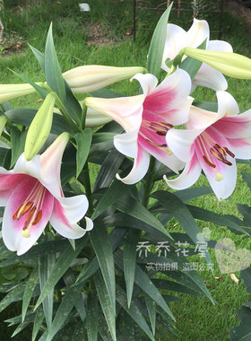 荷兰进口 香水百合种球 lo系列 粉特里昂菲特3粒装 现货