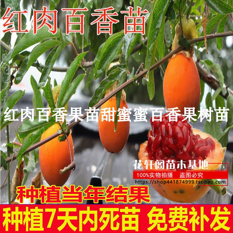 红肉百香果苗甜蜜蜜百香果树苗蓝冠百香果苗四季种植当年开花结果