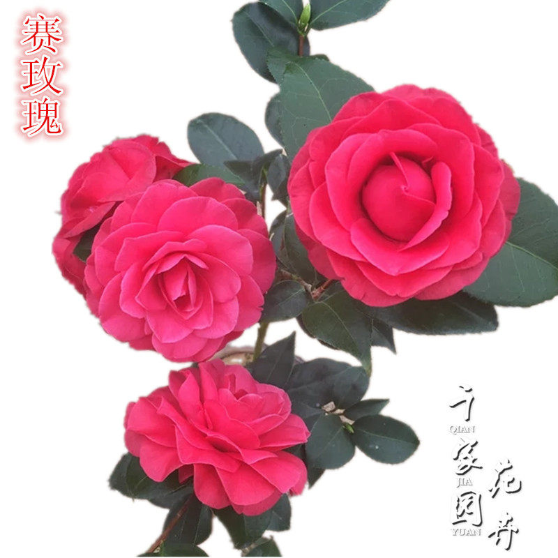 赛玫瑰茶花盆栽带花苞爱情茶花吉利唐娜客厅植物花卉绿植