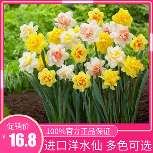 洋水仙花种球盆栽秋冬花卉观花植物室内花四季水培土养植物花种子