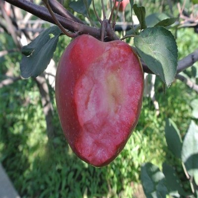 瑞士红色之爱盆栽地栽四季果树苗