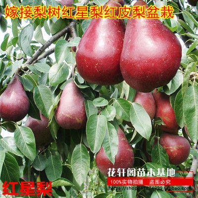 嫁接盆栽地栽南北方种植果树苗