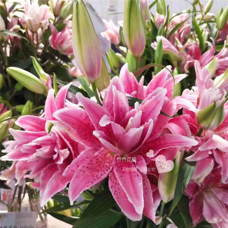 乔乔花屋荷兰进口香水百合花种球重瓣东方系列 塔莉塔 16/18 现货