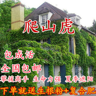 攀援高手植物美国五叶地锦苗大小叶爬山虎大苗爬藤红叶爬墙虎花卉