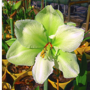 翡翠之星荷兰重瓣朱顶红种球大球室内外四季开花盆栽花卉观花绿植