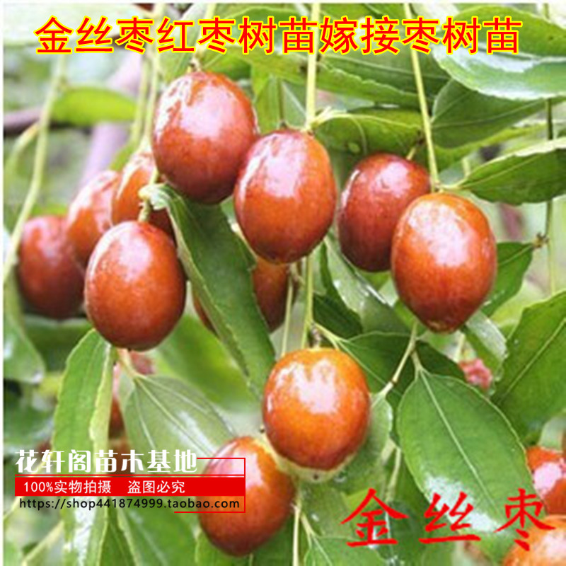 嫁接盆栽地栽南北方种植枣树苗