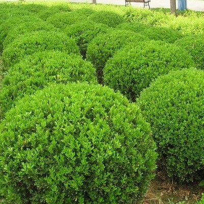 庭院绿篱植物造型树小叶黄杨树苗瓜子黄杨球盆景四季长青冬青树苗