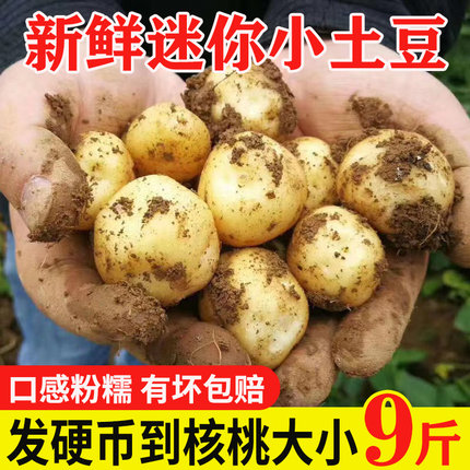 当季湖北新鲜迷你小土豆恩施黄心土豆洋芋农家马铃薯辅食时令蔬菜