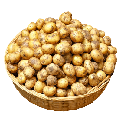 新鲜恩施小土豆粉糯鲜香