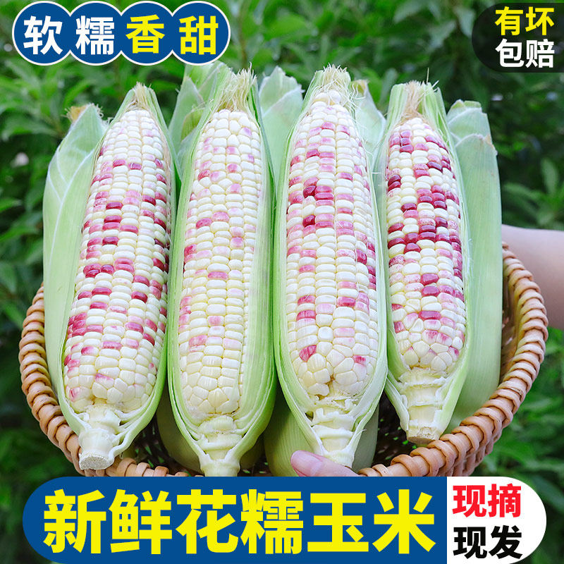 玉米新鲜糯玉米现摘甜糯嫩玉米棒苞谷水果花玉米当季蔬菜整箱,水产肉类/新鲜蔬果/熟食,新鲜玉米,淘宝优惠券,粉丝福利购,淘宝优惠卷