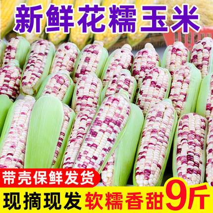 玉米新鲜花糯玉米当季新鲜玉米糯玉米甜玉米棒粘玉米水果玉米