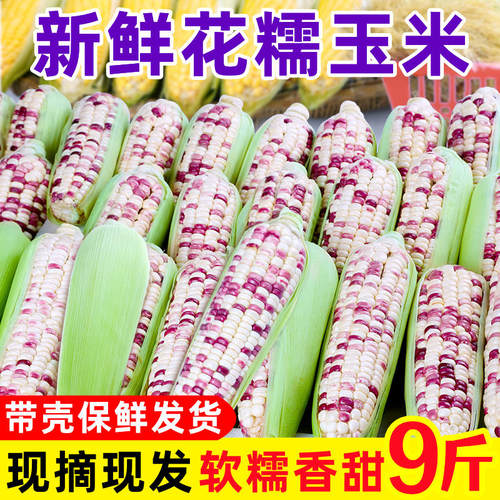 新鲜花糯玉米农家现摘现发