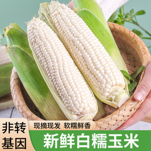 玉米新鲜白糯农家现摘香糯苞谷当季时令蔬菜爆汁水果玉米粒棒子