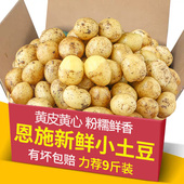 2025新鲜土豆恩施高山黄心小土豆农家当季 时令蔬菜迷你马铃薯洋芋