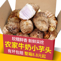 新鮮軟糯山東牛奶小芋頭軟糯鮮香