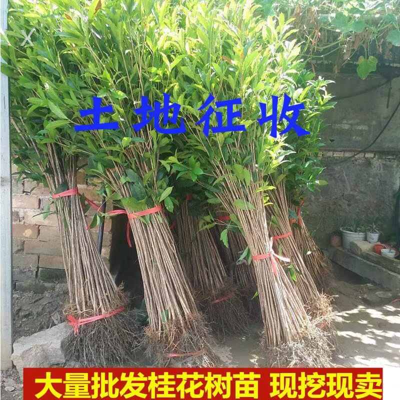 a桂花树小苗红桂花树八月大树朱砂树苗院四季地栽大型