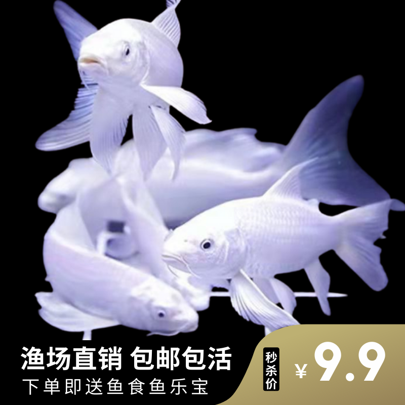 龙凤锦鲤活鱼纯种长尾白金龙凤冷水淡水鱼好养耐活黄金龙凤观赏鱼