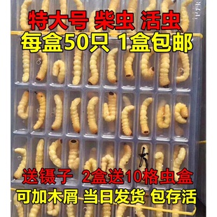 柴虫活虫野生天牛幼虫青冈虫小头松树木虫老母虫财虫青岗虫鸟食料