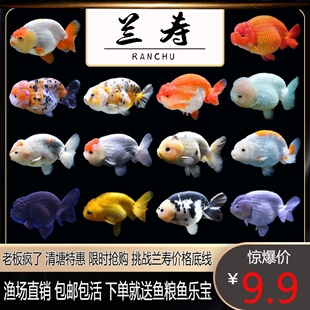 兰寿金鱼珍珠蝶尾鎏金精品活体鱼观赏鱼苗冷水鱼淡水鱼闯缸鱼包邮