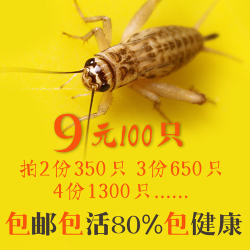 蛐蛐蟋蟀活体饲料活物 9元100只 18元350只27元650只优质现货包邮