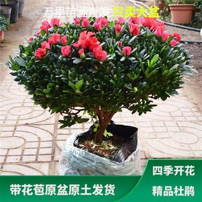 杜鹃花苗盆栽带花带花苞四季开花